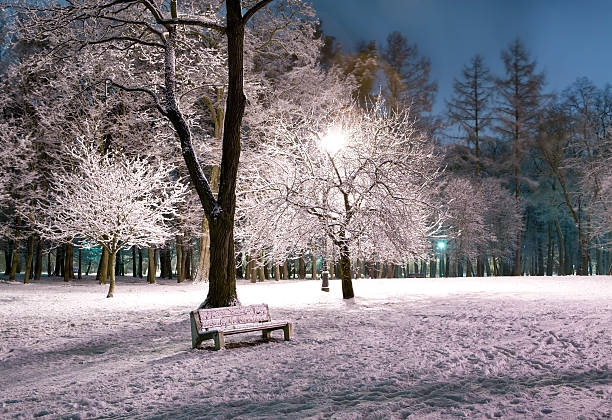 Winter park at night stock photo