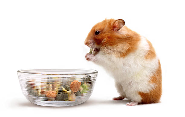 Syrian hamster picking snacks from a glass bowl stock photo