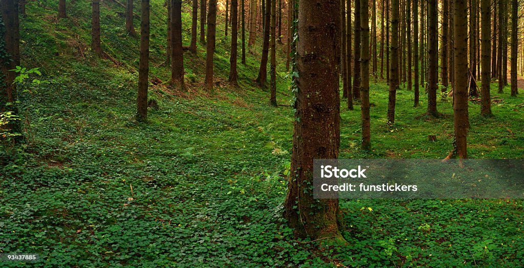 Panorama del bosque - Foto de stock de Abstracto libre de derechos