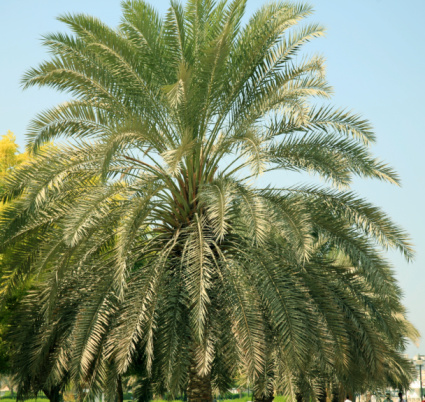 Tall date palm also known as phoenix palm in seaside town park, selective focus