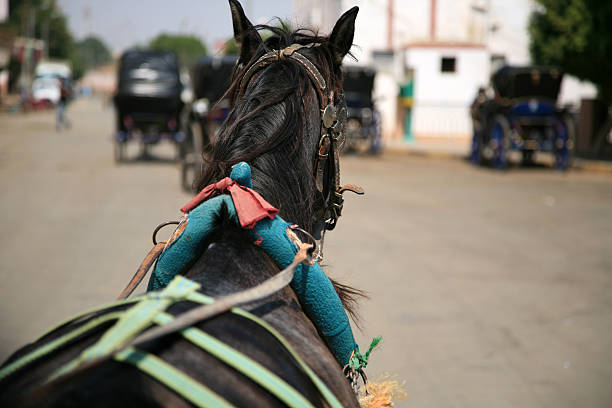 istock horse carraige 93438209