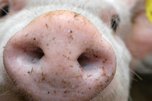 hocico de cerdo Schweinenase Monada; Nariz primer plano photo