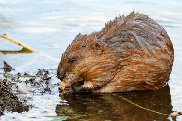 istock Ondatra zibethicus, Muskrat. 934393578
