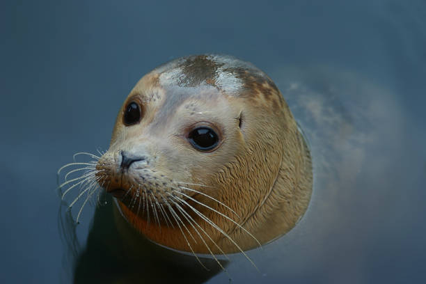 Grey Seal stock photo