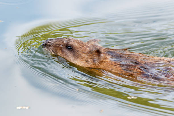 istock Ondatra zibethicus, Muskrat. 934395732