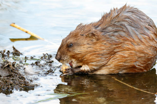 istock Ondatra zibethicus, Muskrat. 934395790