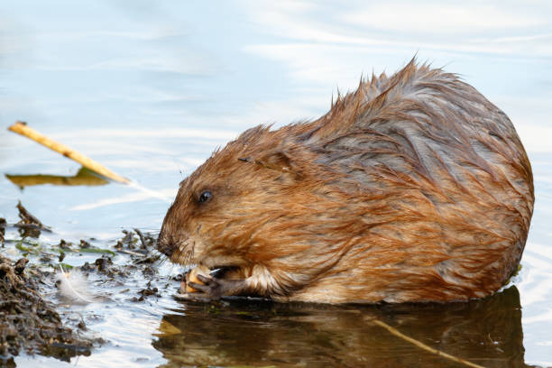istock Ondatra zibethicus, Muskrat. 934395802