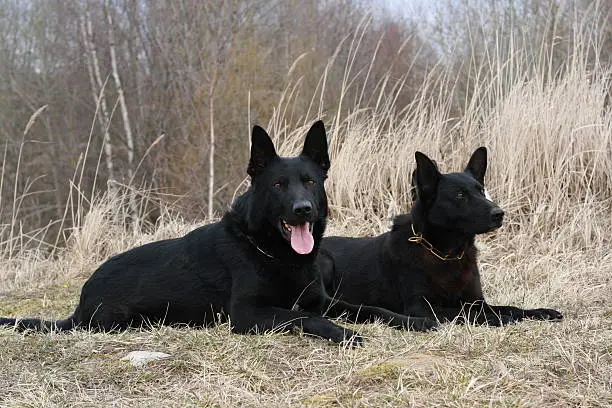 Photo of two huge black dogs lay in a grass