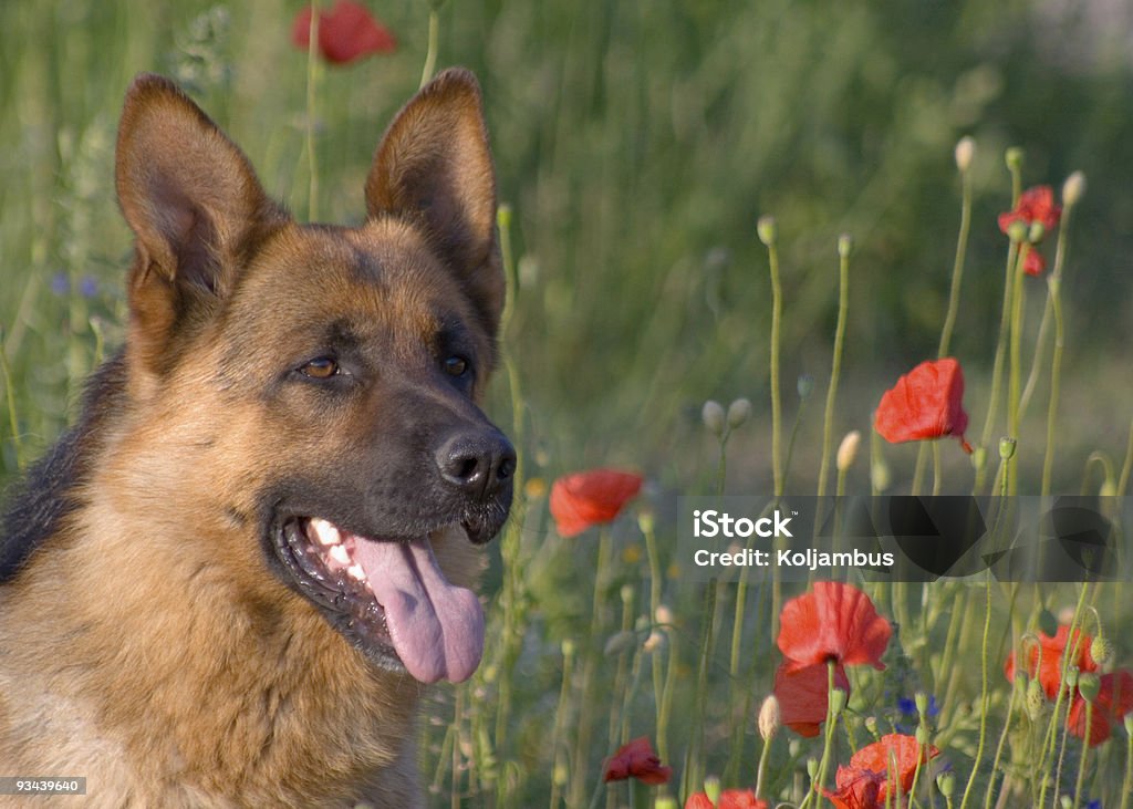 Perro con flores - Foto de stock de Aire libre libre de derechos