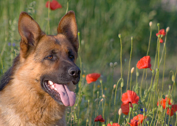 istock dog with flowers 93439640