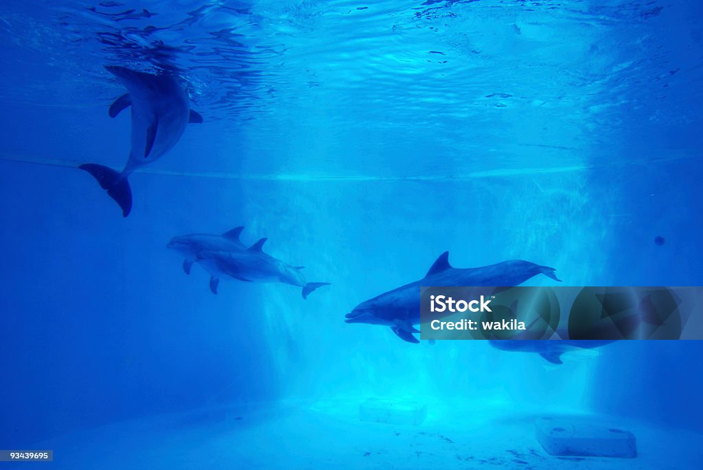 Dolfins 水中の背景 - イルカのロイヤリティフリーストックフォト