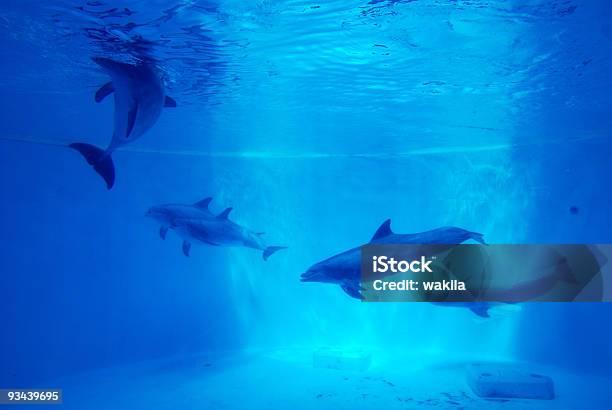 Dolfins 水中の背景 - イルカのストックフォトや画像を多数ご用意 - イルカ, 捕らえられた動物, 捕らわれる