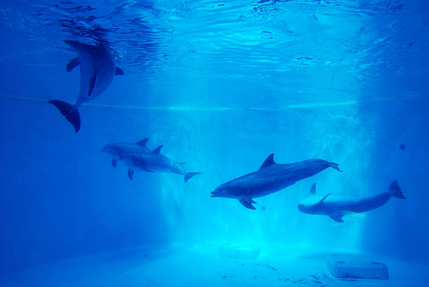 dolfins underwater background - animals in captivity stok fotoğraflar ve resimler