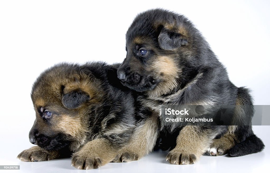 Aislado puppies - Foto de stock de Acostado libre de derechos