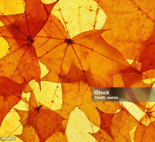 Outono Por Do Sol Dourado Leafs - Fotografias de stock e mais imagens de Amarelo - Amarelo, Ao Ar Livre, Beleza