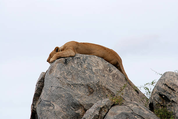 istock Cute relaxing lion on a rock, picture3 93439785