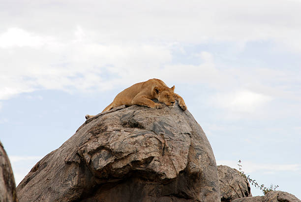 istock Cute relaxing lion on a rock, picture1 93439786