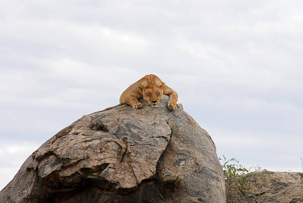 istock Cute relaxing lion on a rock, picture2 93439788