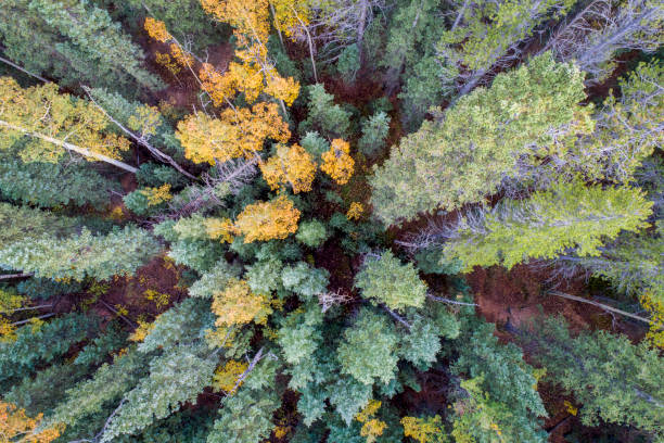 istock spruce and aspen trees from above 934399040