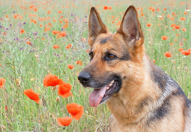 istock Germany sheepdog`s portrait 93440288