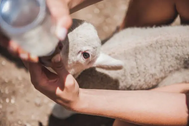 A lamb without a mother suckling from a bottle.