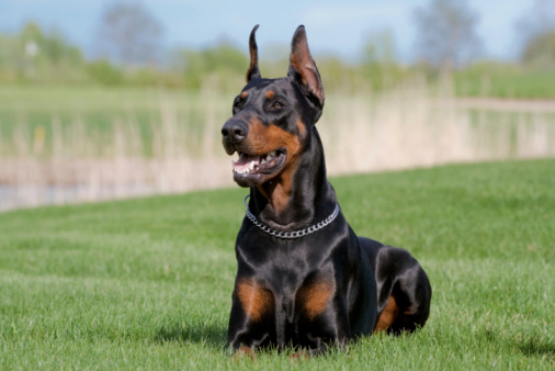 Tan-and-black German Pinscher or Doberman dog with uncropped tail and ears standing in green grass
