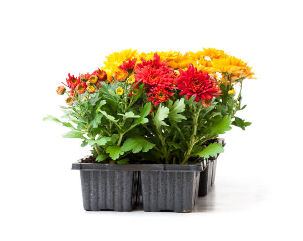 istock Colorful  Chrysanthemum flowers in small pots isolated on white 934403578