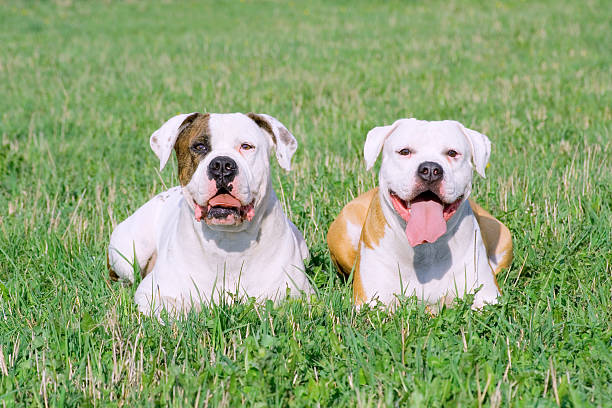 американский bulldogs - american bulldog стоковые фото и изображения