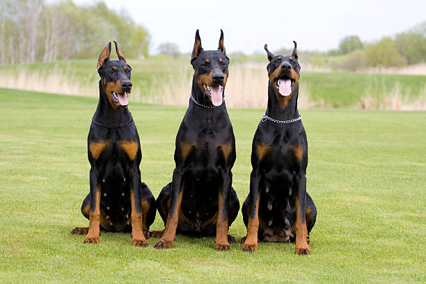 tres dobermans - doberman fotografías e imágenes de stock