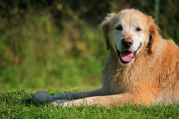 istock Wet Golden Retriever waiting for 93440411
