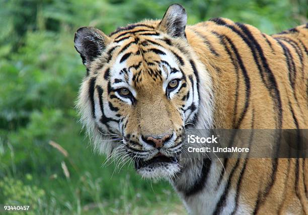 Foto de Tigredasibéria Detalhe Observar e mais fotos de stock de Animais caçando - Animais caçando, Animais em Extinção, Animal