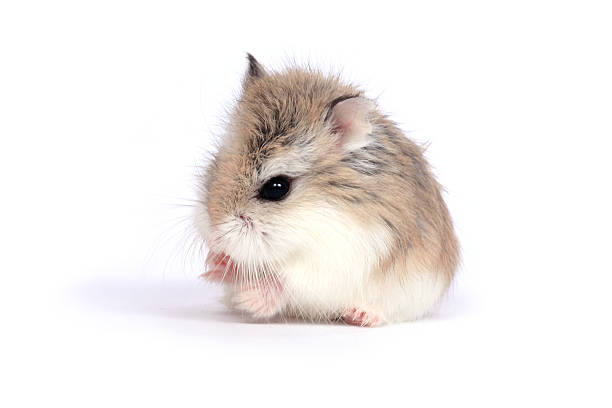 roborovski hamster stock photo