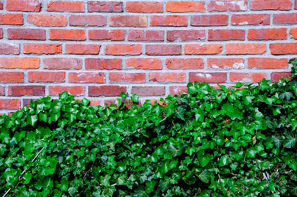 Ivy on Red Brick Wall stock photo