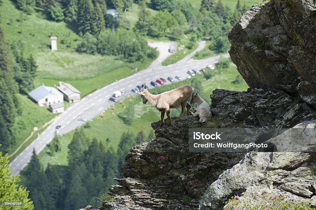 Cabra con niño alto en la montaña - Foto de stock de Aire libre libre de derechos