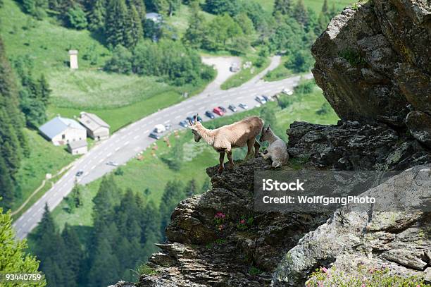 Cabra Com Criança No Alto Na Montanha - Fotografias de stock e mais imagens de Animal - Animal, Ao Ar Livre, Cabra - Mamífero ungulado