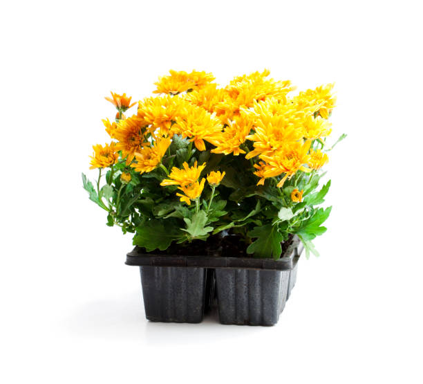 istock Colorful  Chrysanthemum flowers in small pots isolated on white 934408508