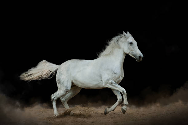 istock White horse over a black 934408634