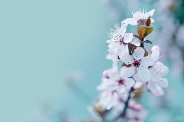 Cherry Blossom - Spring Background stock photo