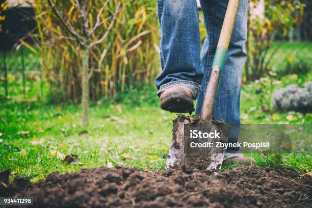 Cavando En Un Jardín Con Una Pala Foto de stock y más banco de imágenes de Jardín privado - Jardín privado, Pala - Herramienta de trabajo, Excavar