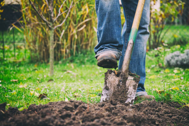 graven in een tuin met een spade - tuin gereedschap stockfoto's en -beelden