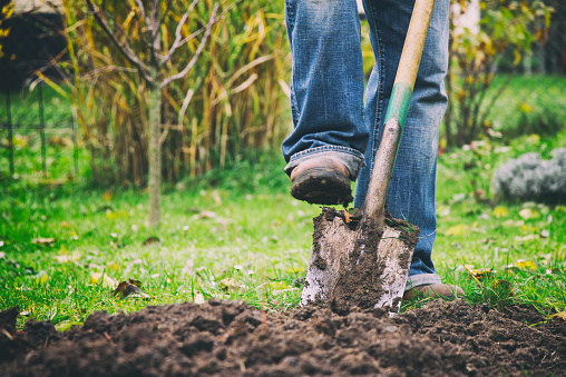 Gardener digging in a garden with a spade. Man using a big shovel for digging old lawn. Foot in motion.