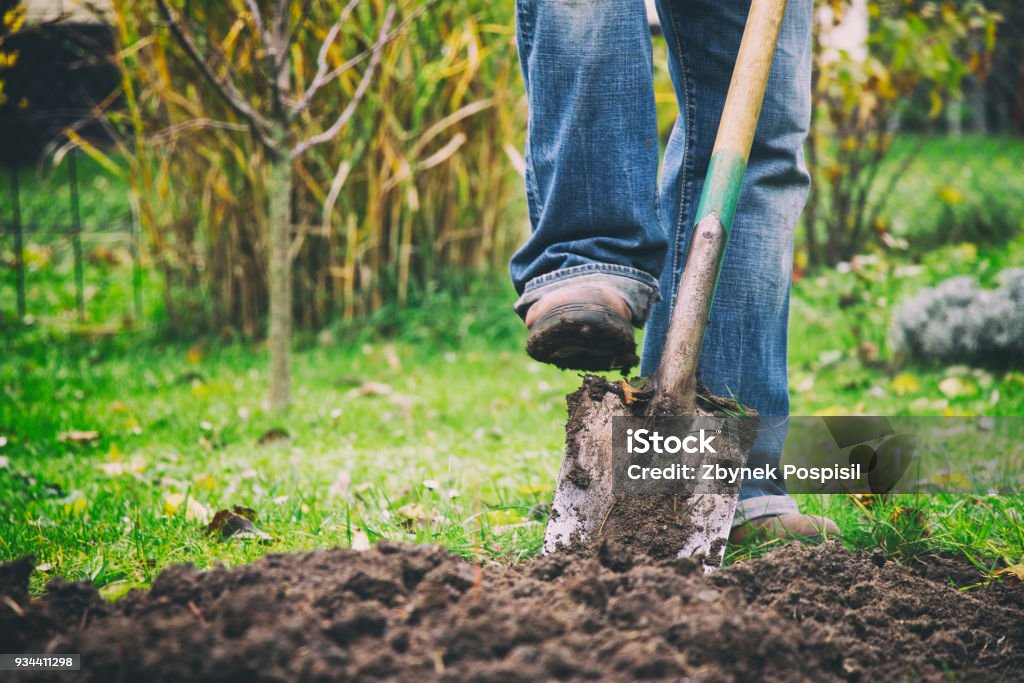 Digging in a garden with a spade Gardener digging in a garden with a spade. Man using a big shovel for digging old lawn. Foot in motion. Yard - Grounds Stock Photo