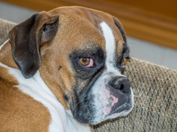 istock Young boxer dog indoors 934411532