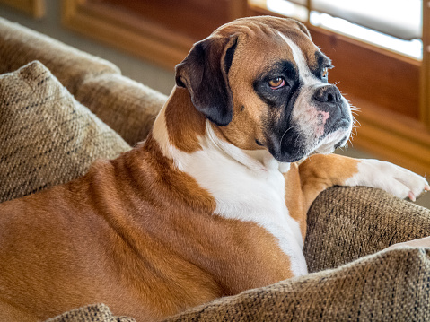 September 19, 2015.  St. Paul, MN. USA.  This is a female Pure Bred AKC Registered Fawn Boxer born on May 19, 2015.  Her name is Daisy.  She has two feet that have white socks on them.  She has a docked tail, and short hair.  This dog has never been bred.  She is 55 pounds and considered a small boxer.