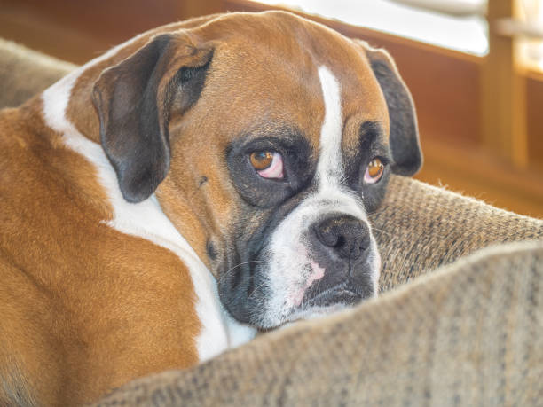 istock Young boxer dog indoors 934411648