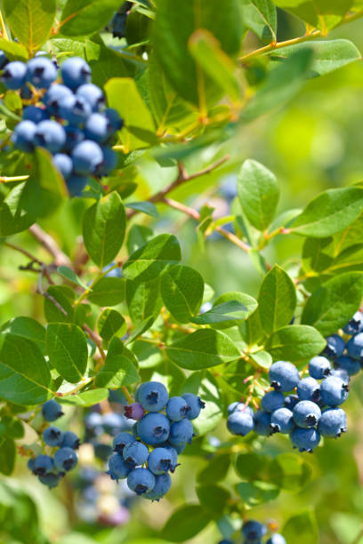 istock Fresh Blueberry on Blueberry Bush in Orchard Farm 934414242