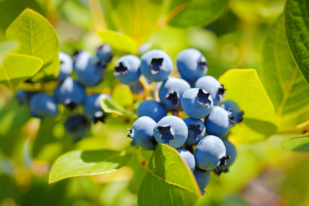 Fresh Blueberry on Blueberry Bush in Orchard Farm Close-up of ripe blueberry plant with fresh blueberry hanging on the bush in summer michigan farmland stock pictures, royalty-free photos & images