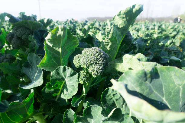 istock Great field of broccoli 934417194