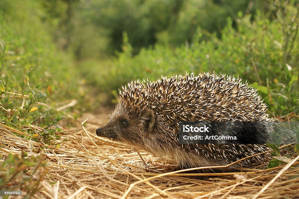 Piccolo Riccio - Foto stock royalty-free di Aculeo