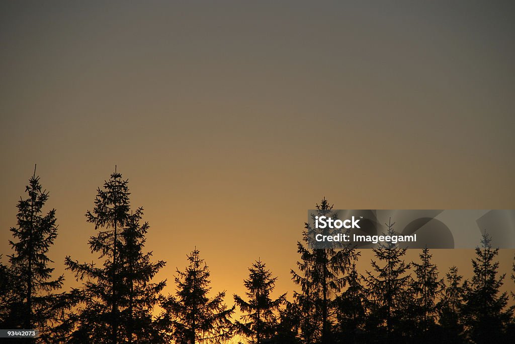 Evergreen Forme in un tramonto - Foto stock royalty-free di Albero